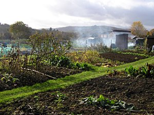 The allotments at Stratford Road.