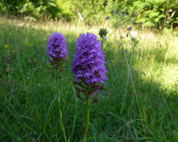 Purple flowers of the Field Scabious