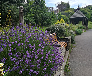 View of Park Gardens with the shelter and a bench in the background and a lavender plant in the foreground