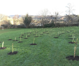 Newly planted copse at The Leazes Playing Field, looking east along internal path