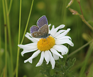 Small Blue Butterfly on oxeye daisy at Uplands Playing Field